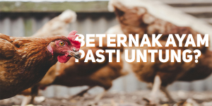 Beternak Ayam