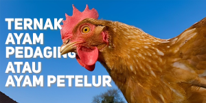 Petelur