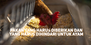 Pakan Ayam