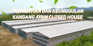 Kandang Ayam Closed House