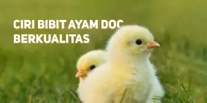 Ciri Bibit Ayam DOC Berkualitas