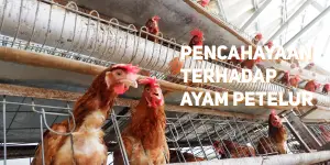 Pencahayaan Terhadap Ayam Petelur