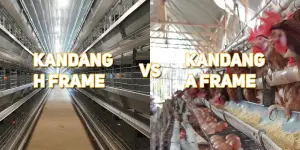 Kandang ayam petelur