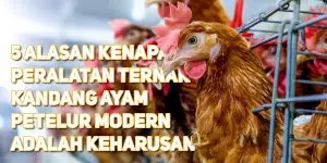 Kandang ayam petelur