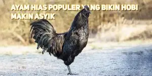 Ayam Hias